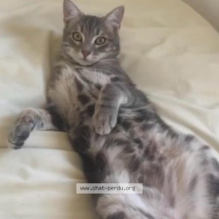 Photo de chat perdu à Tinqueux