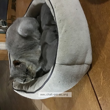 Photo 1/1 Chat trouvé Trouvé à Quincieux