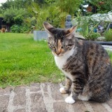 Pachka