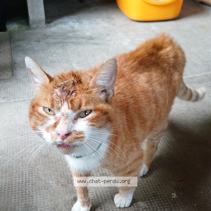 Photo 1/1 Chat trouvé Trouvé à Urbes