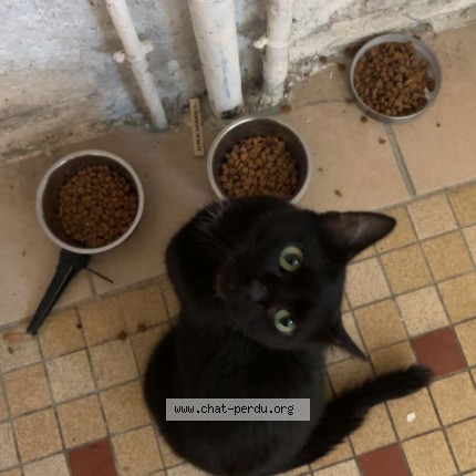 Photo de chat perdu à Mayenne