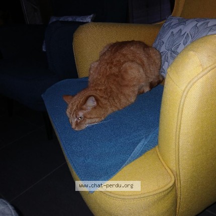 Photo de chat perdu à Helfaut