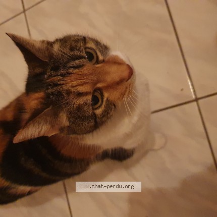 Photo 1/1 Chat retrouvé Perdu à Peymeinade