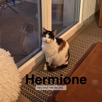 Photo 1/1 hermione Chat perdu à Gradignan