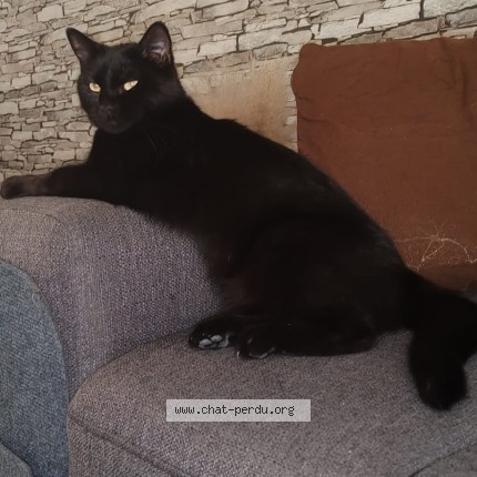 Photo de chat perdu à Savigny Sur Orge