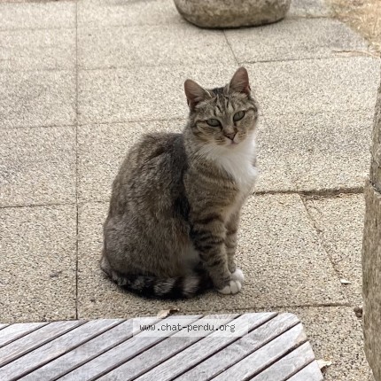 Photo 1/1 Chat trouvé Trouvé à Quiberon