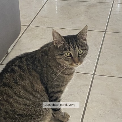 Photo 1/1 Câline Chat perdu à Le Palais Sur Vienne