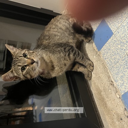 Photo de chat trouvé à Brest