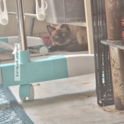 Photo 1/1 Chat trouvé Trouvé à Cagnes Sur Mer