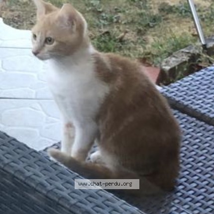 Photo 3/3 Chat trouvé Trouvé à Chevigny Saint Sauveur