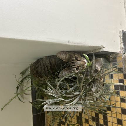 Photo 1/1 Chat trouvé Trouvé à Paris