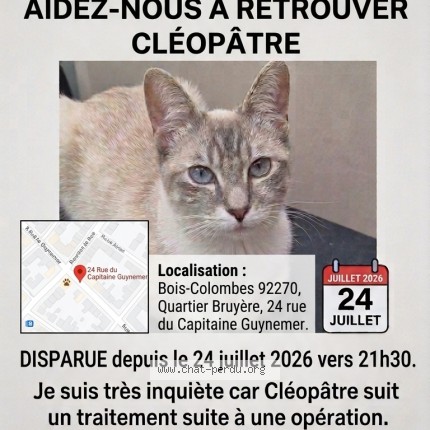 Photo 1/1 Cléopâtre Chat perdu à Bois Colombes