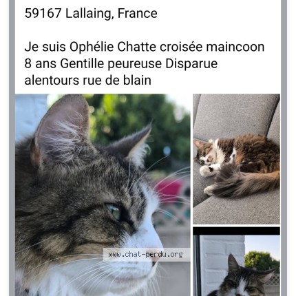 Photo 1/1 Ophélie Chat perdu à Lallaing
