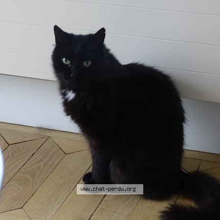 Photo 1/1 GASTON Chat perdu à Charpont