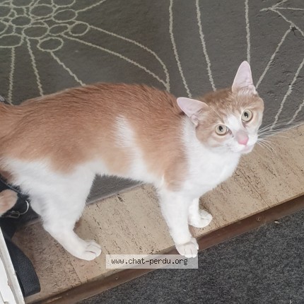 Photo 1/1 Chat trouvé Trouvé à Bourg En Bresse