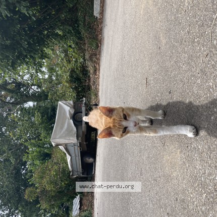 Photo de chat trouvé à Pouldergat