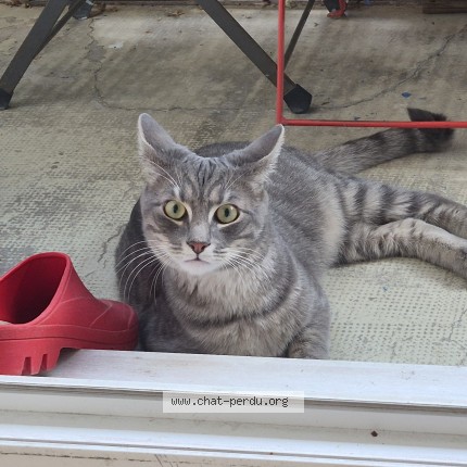 Photo 1/1 Ath&egrave;nes Chat perdu à Viry Chatillon