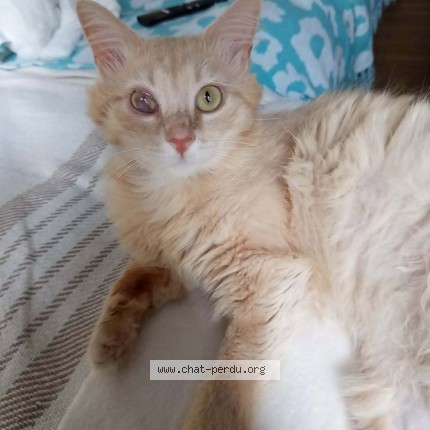 Photo 1/1 VOYOU Chat perdu à Pau