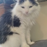 Floky