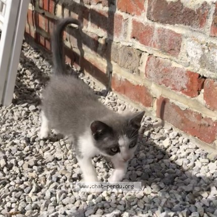 Photo de chat trouvé à Steenwerck