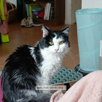 Photo 1/1 Gommette Chat perdu à Erquy