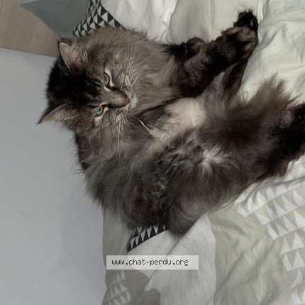 Photo de chat perdu à Tournefeuille