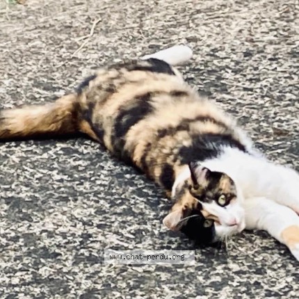 Photo de chat perdu à Villemur Sur Tarn