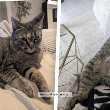 Photo 1/1 nata Chat perdu à Cournon