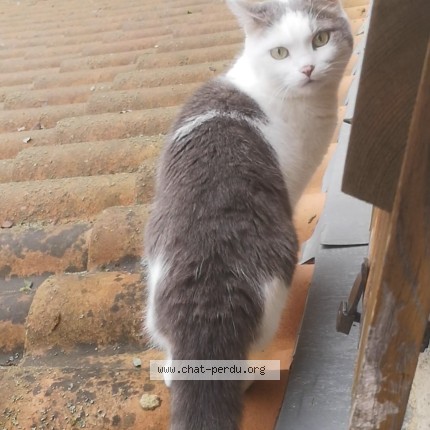 Photo 1/1 Neeka Chat perdu à Montauban
