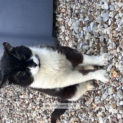 Photo 1/1 Chat trouvé Trouvé à Vallieres Les Grandes