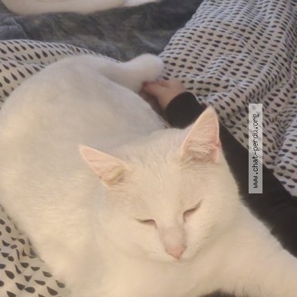 Photo de chat perdu à Neuves Maisons