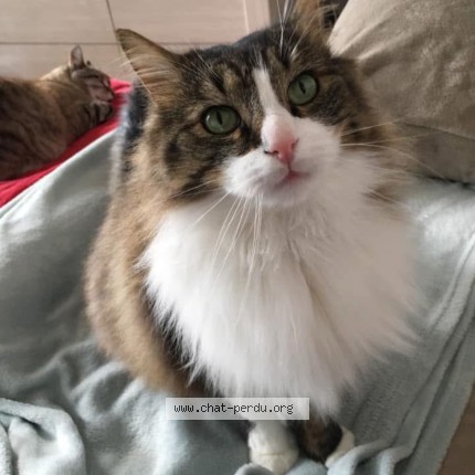 Photo de chat perdu à Nancy