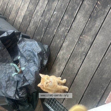 Photo 1/1 Chat trouvé Trouvé à Saint Prix