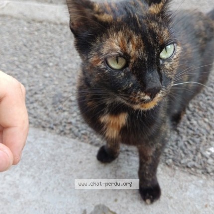 Photo 1/1 Chat trouvé Trouvé à Frejus