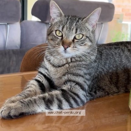 Photo de chat perdu à Lavernose Lacasse
