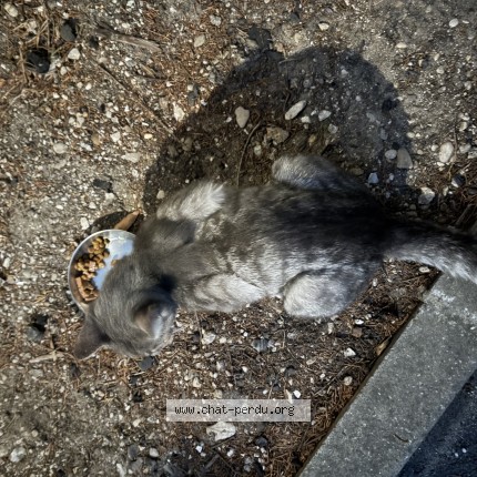 Photo de chat trouvé à Le Raincy