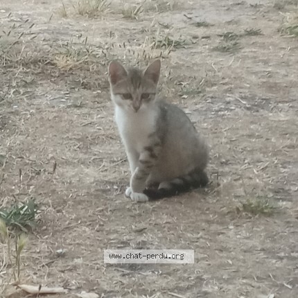 Photo 1/1 Chat retrouvé Perdu à Saint Aubin Les Elbeuf