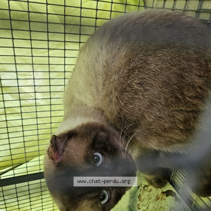 Photo de chat trouvé à Negrepelisse