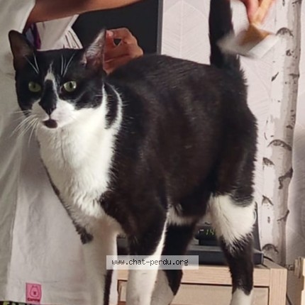 Photo 1/1 Chat retrouvé Perdu à Toulouse