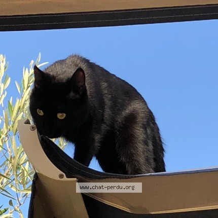 Photo de chat perdu à Angers