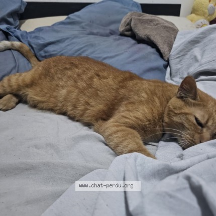 Photo 1/1 Chat trouvé Trouvé à Marseille