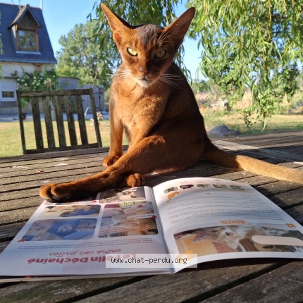 Photo de chat perdu à Villeveque