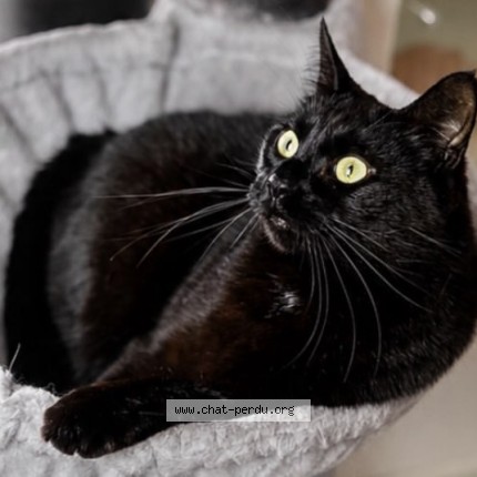 Photo de chat perdu à Reims