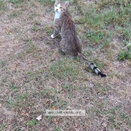 Photo de chat perdu à Saint Didier De Formans