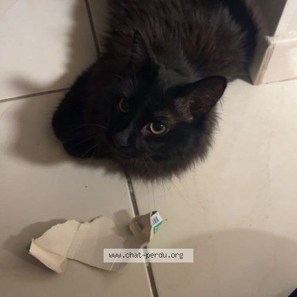 Photo 1/1 mimoune Chat perdu à Carrieres Sous Poissy