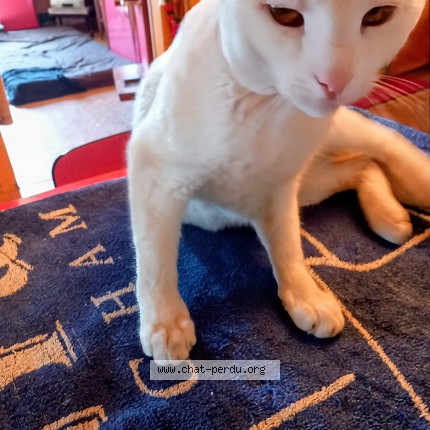 Photo de chat perdu à Soultz