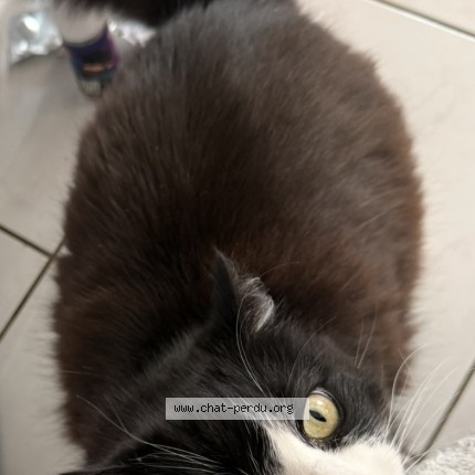 Photo de chat perdu à Olivet