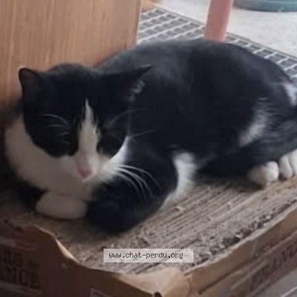 Photo de chat perdu à Nantes