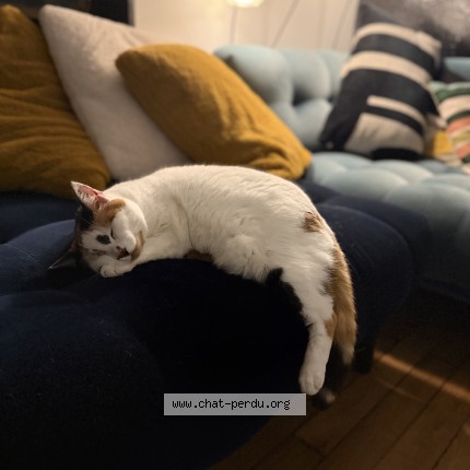 Photo de chat perdu à Nantes