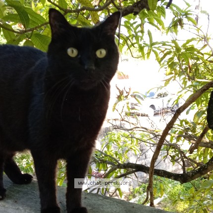 Photo de chat perdu à Basse Goulaine